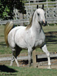 Click here for more photos and extended pedigree