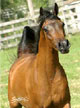 Click here for extended pedigree and more photos