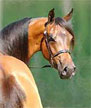 SV Chantilly - Out of the Bey Shah+ daughter, Bey Sharose