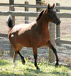Click here for extended pedigree and more photos