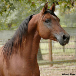 CZ Cody - *Serafix and *Eukaliptus grandson at stud