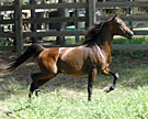 Click here for extended pedigree and more photos