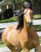 Click here for larger photos, extended pedigree and video