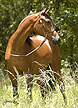 Click here for extended pedigree and more photos