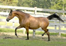 Click here for extended pedigree and more photos