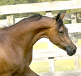 Click here for more photos and extended pedigree