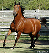 Click here for extended pedigree and larger photos