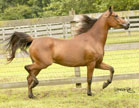 Click here for extended pedigree and more photos