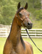 Click here for extended pedigree and more photos