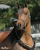 Click here for extended pedigree and more photos