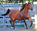 Click here for extended pedigree and more photos