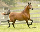 Click here for extended pedigree and more photos
