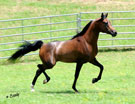 Click here for more photos and extended pedigree