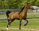 Click here for extended pedigree and more photos